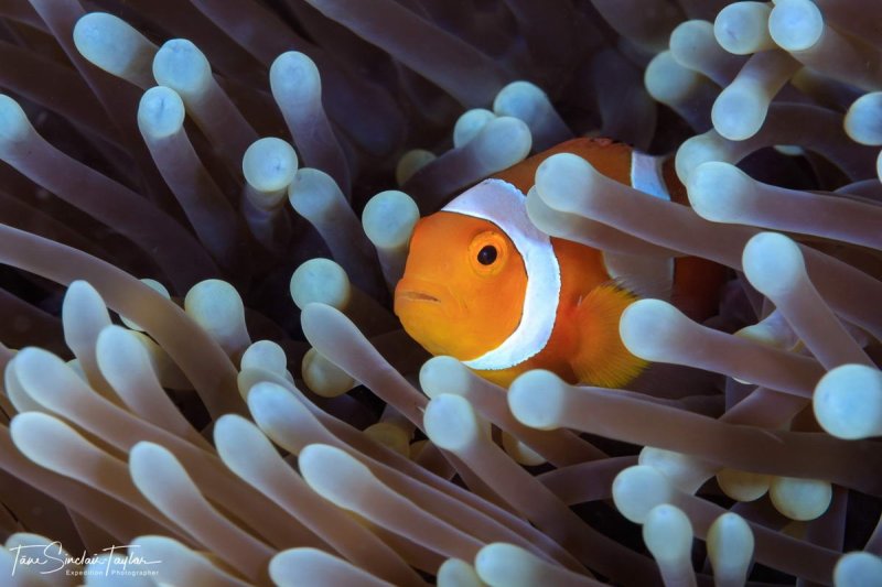 Clownfish (c) Tane Sinclair-Taylor