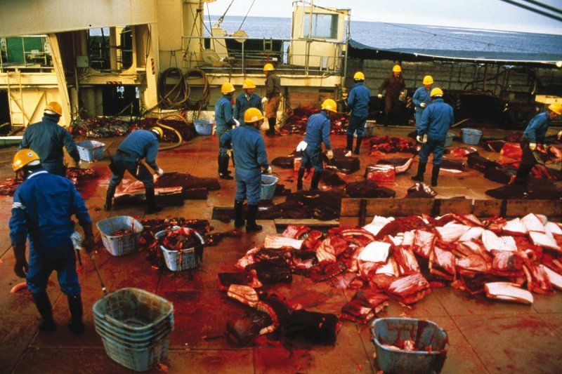 Japanese Whaler - Mark Votier / WDC