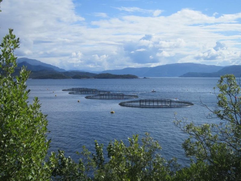 Aquaculture in Norway
© Brataffe / Wikipedia

