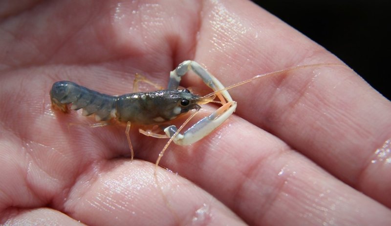 Young lobster, photo: © Eva Farestveit / Havforskningsinstituttet