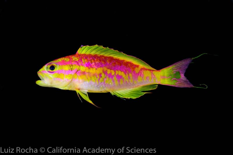 Aphrodite fish (Tosanoides aphrodite) © Luiz Rocha, 2018 California Academy of Sciences