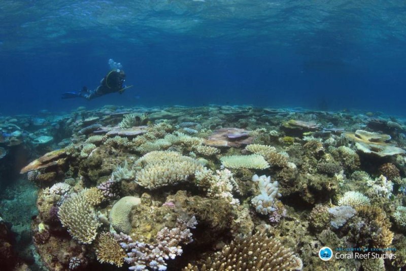 Researcher studying butterflyfish response to reef disturbance.
(c) ARC CoE for Coral Reef Studies/ Ciemon Caballes