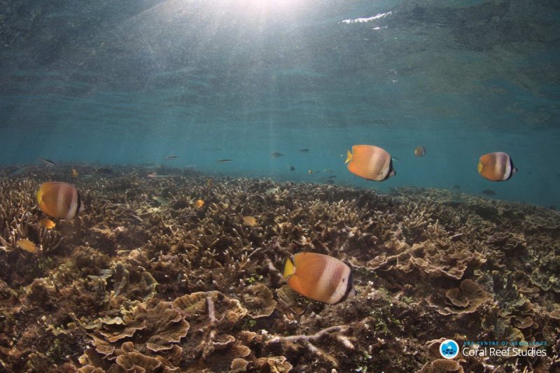 Butterflyfish at a marine reserve in central Philippines prior to the 2016 mass bleaching event.
(c) ARC CoE for Coral Reef Studies/ Ciemon Caballes