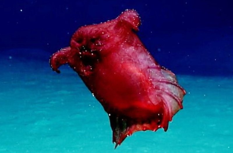 Enipniastes eximia, the "headless chicken monster"
(c) NOAA