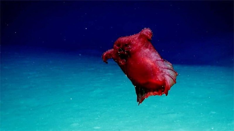 Enipniastes eximia, the "headless chicken monster"
(c) NOAA