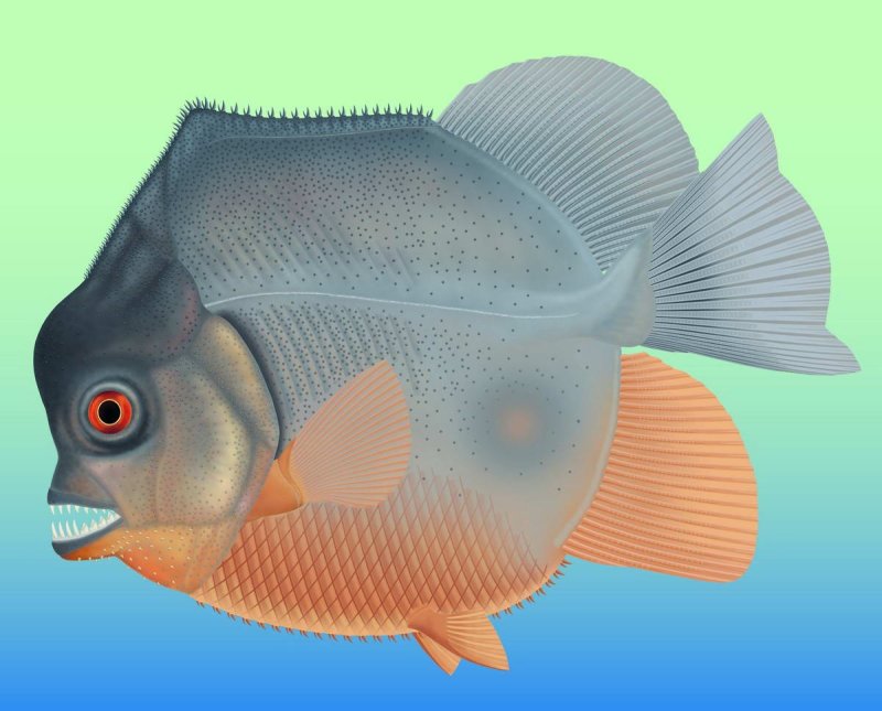 The piranha-like fish from the Jurassic probably fed on the fins of other fish
(c) G. Horsitzky, Jura-Museum Eichstätt