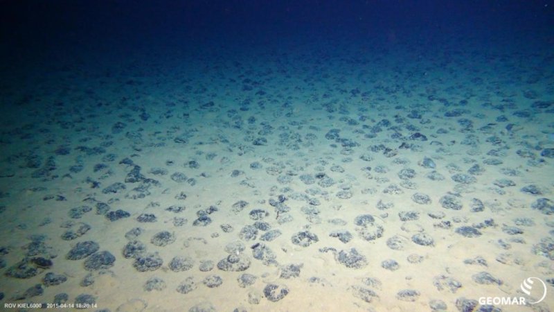 Manganese nodules in the Clarion Clipperton Zone in more than 4000 meters of water. In a few years, the first states could apply for mining licenses for manganese nodules at the International Seabed Authority (ISA), photo: © ROV-Team / GEOMAR (CC BY 4.0)