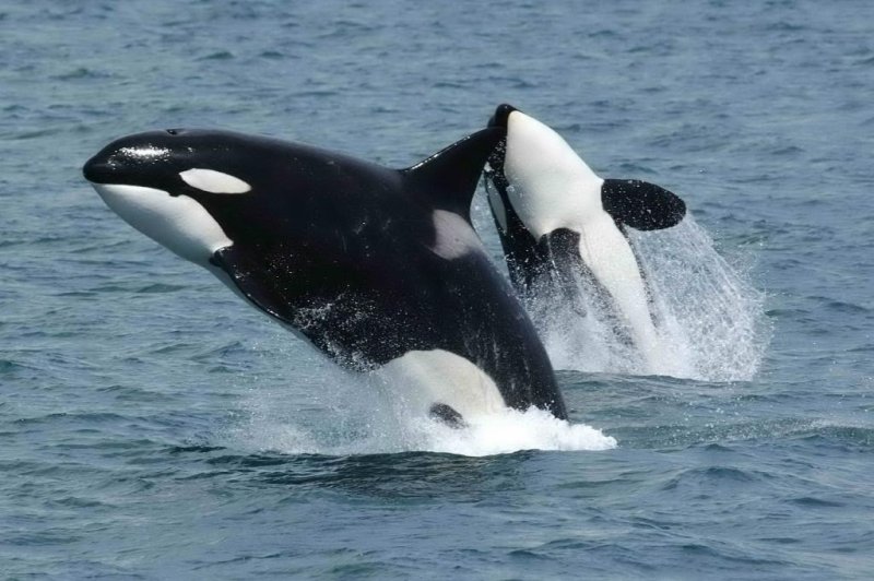 Jumping Killer Whales – NOAA (Robert Pittman)