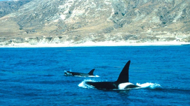 Orcas off Santa Rosa Island - NOAA