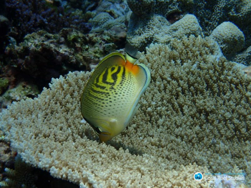 Butterflyfish snacking on a bleaching survivor
(c) Greg Torda