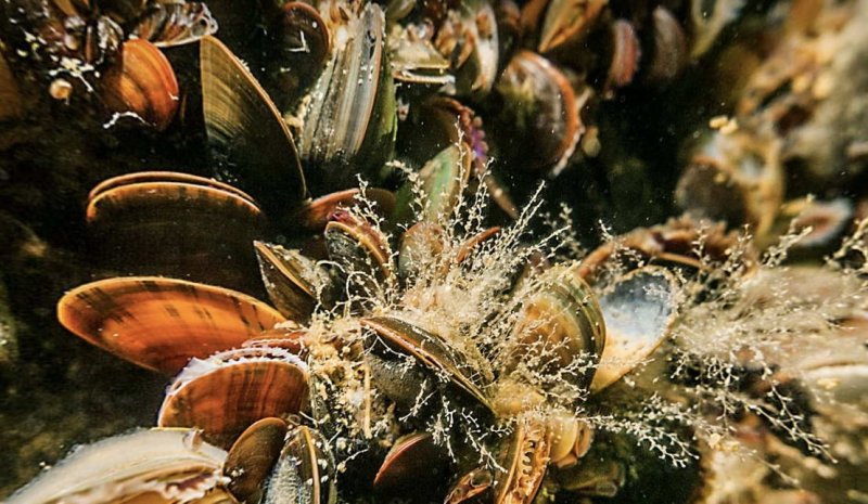 Common Mussel - Screenshot VR "Ostsee Life"