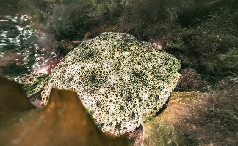 Turbot - Screenshot VR "Ostsee Life"