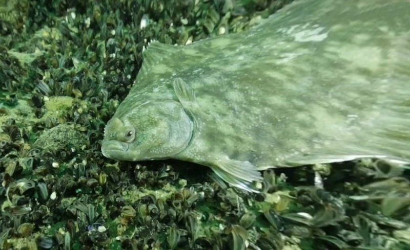 Flatfish - Screenshot VR "Ostsee Life"