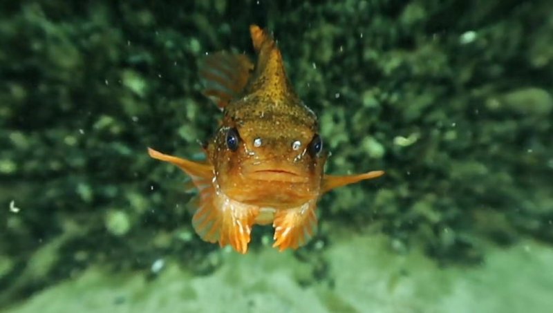 Lumpfish - Screenshot VR "Ostsee Life"