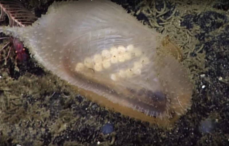 (c) Screenshot Video youtu.be/nPVmKm6cv-k