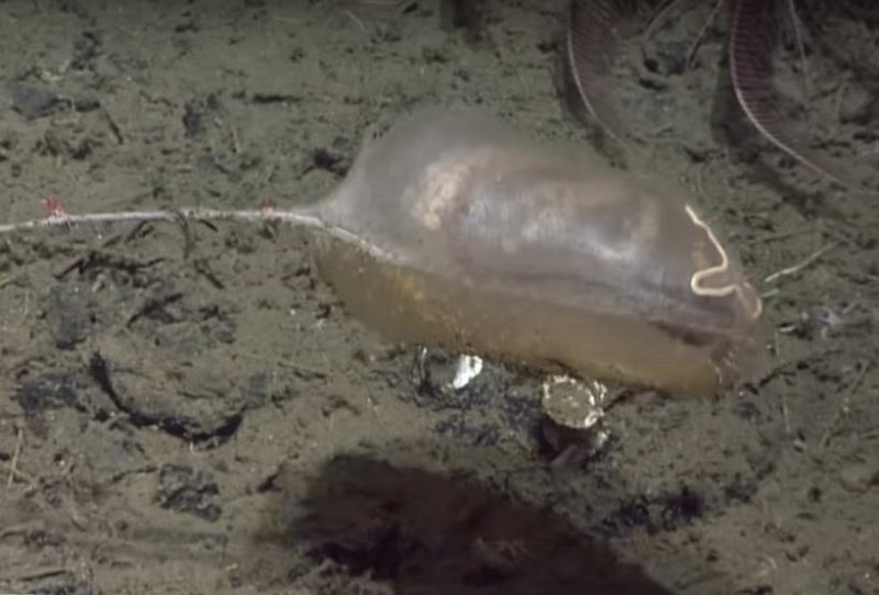 (c) Screenshot Video youtu.be/nPVmKm6cv-k