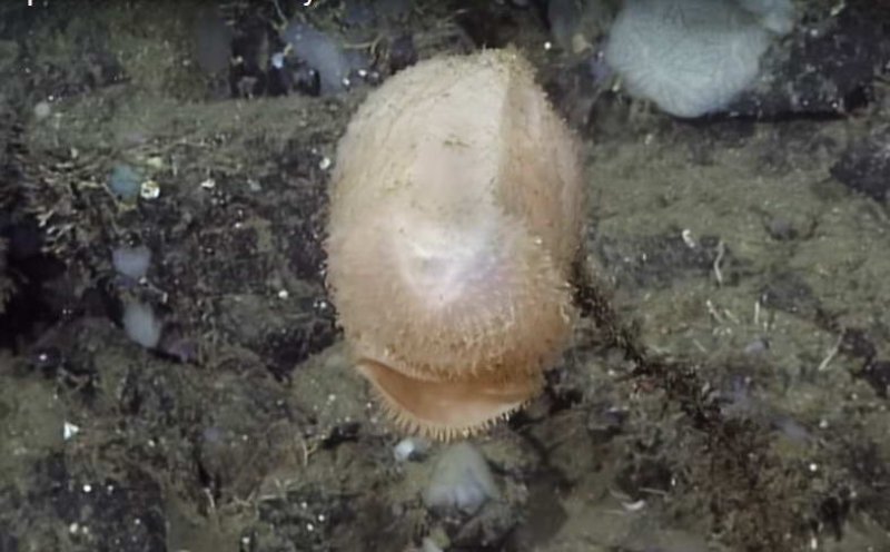 (c) Screenshot Video youtu.be/nPVmKm6cv-k