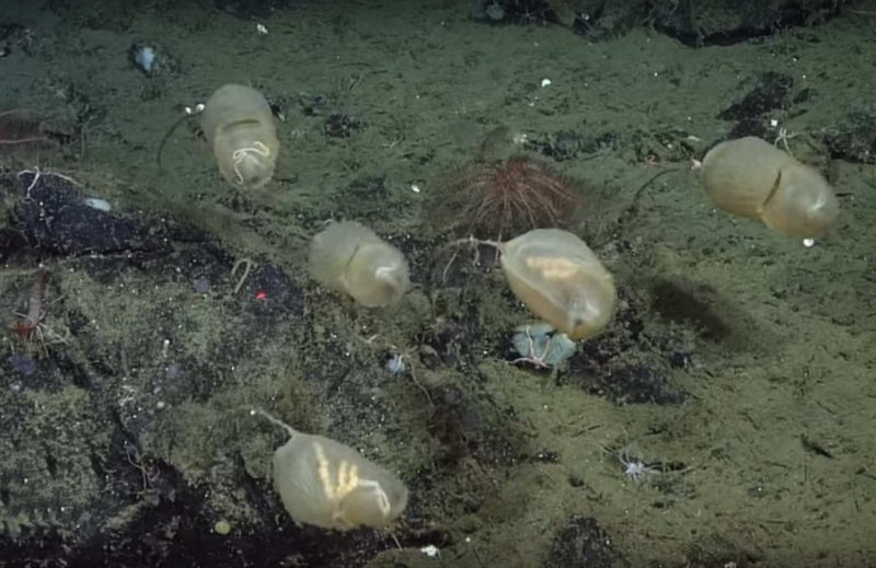 (c) Screenshot Video youtu.be/nPVmKm6cv-k