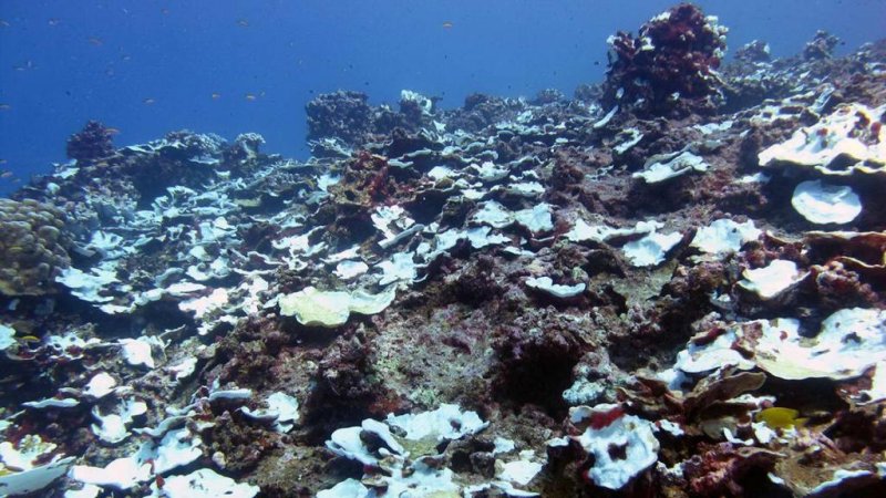 Ninety-five percent of the corals were bleached in November 2015, but still alive when the WHOI team visited Jarvis during the peak of El Nino