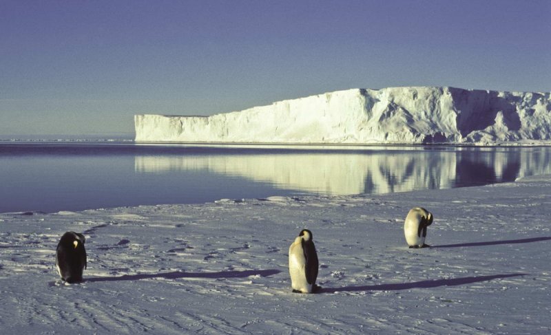 Emperor Penguin, Atka Bay, Weddell Sea, Antarctica
(c) Hannes Grobe/AWI