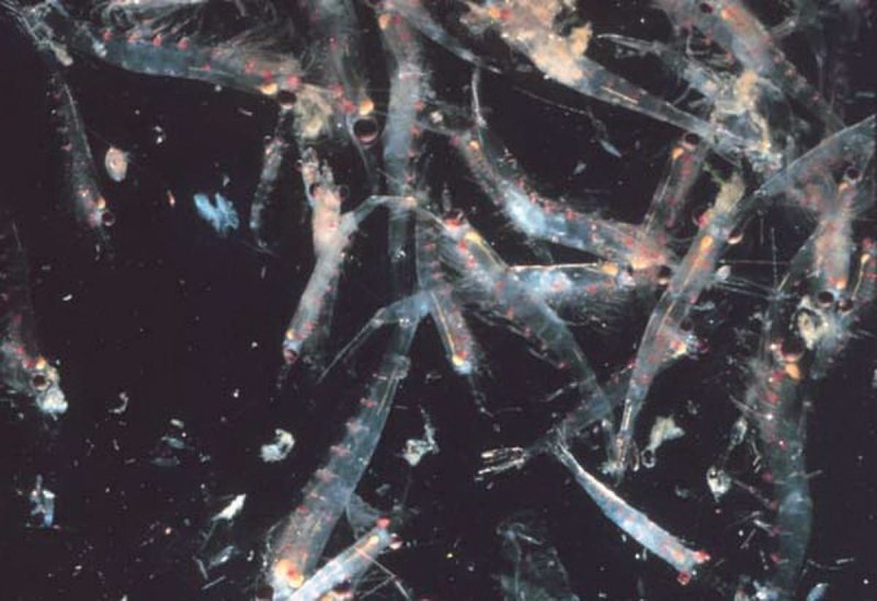 Krill (c) NOAA