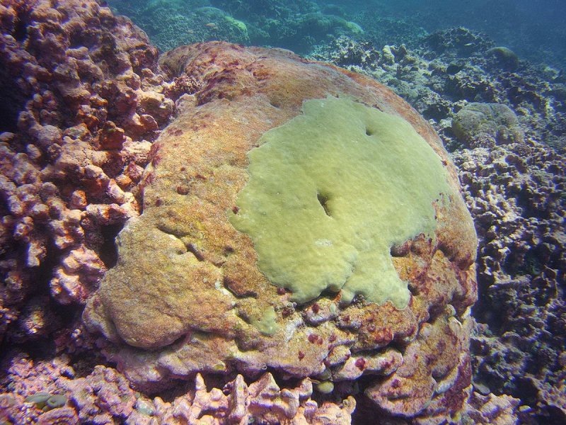 A very old Porites colony on Jarvis has seen many El Nino