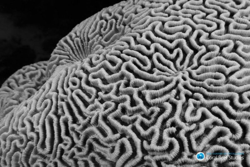 New research has found "robust" corals, including this brain coral (Leptoria), may be more resilient, at least in the short term, to bleaching.
(c) ARC CoE for Coral Reef Studies/ Christopher Brunner