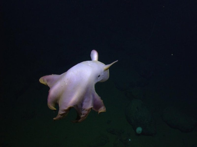 (c) Ocean Exploration Trust/NOAA
