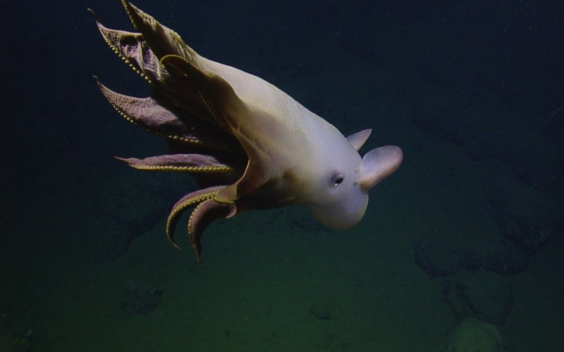 (c) Ocean Exploration Trust/NOAA