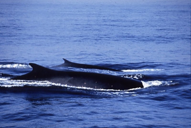The fin whale (Balaenoptera physalus), formerly classified as "threatened", is now considered vulnerable (c) NOAA