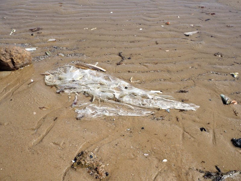 Fishery-Pollution at Sylter Weststrand, (c) Olaf Klodt