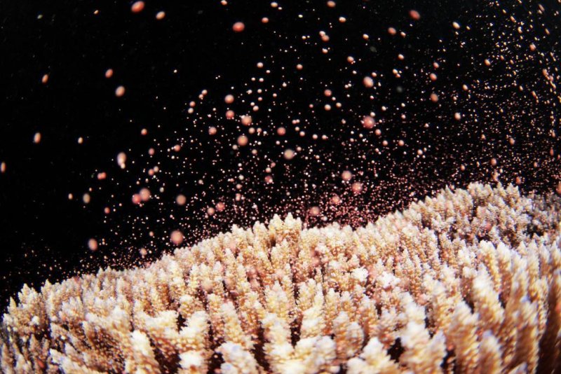 Coral Spawning (c) TU Delft