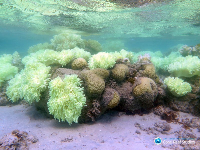 New research suggests that "robust" corals may be more resilient, at least in the short term, to bleaching than "complex" corals.
(c) ARC CoE for Coral Reef Studies/ Dorothea Bender-Champ