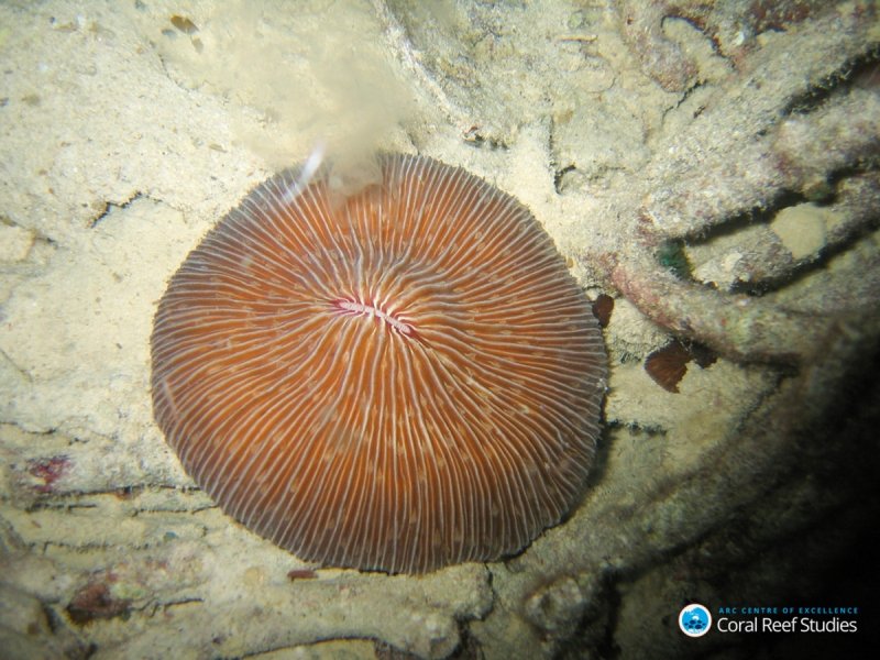 "Robust" reef-building corals, including this mushroom coral (Fungia fungites), are the only known organisms in the animal kingdom to make one of the "essential" amino acids, which may make them less susceptible than other corals to global warming.
(c) ARC CoE for Coral Reef Studies/ Andrew Baird