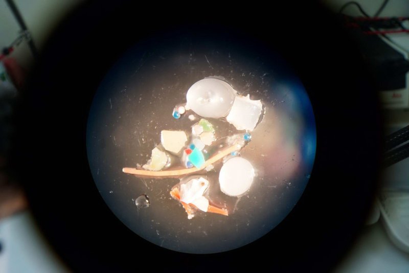 Different types of microplastics under the microscope, (c) Martin Löder