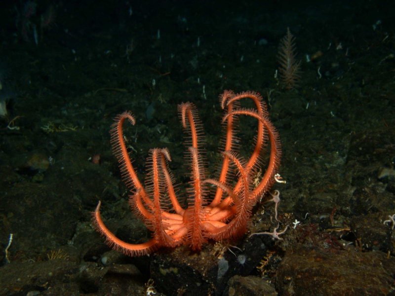 Sea star inhabiting the formerly ice shelf covered Larsen A/B area in 200 metres water depth.
(c) Julian Gutt