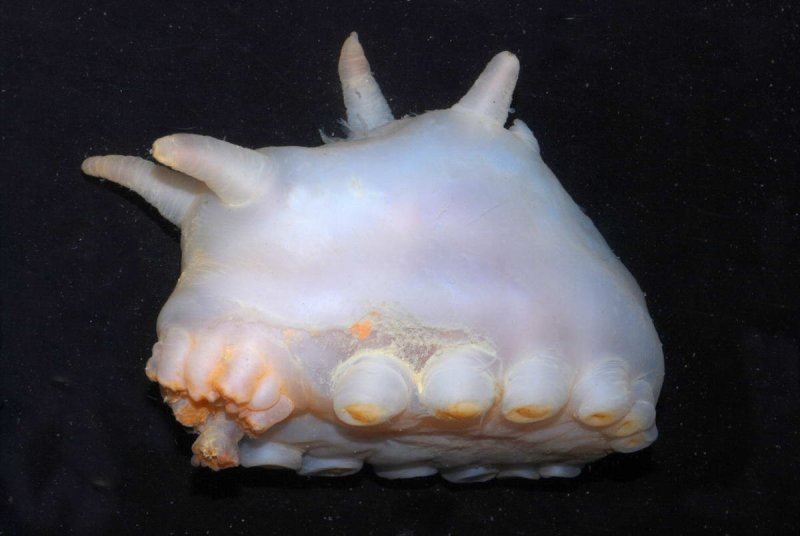 Scotoplanes globosa, a deep-sea sea cucumber found in shallow waters in the former Larsen B ice-shelf area, taken during the Polarstern cruise ANTXXIII-8. (c) Pablo J. Lopez