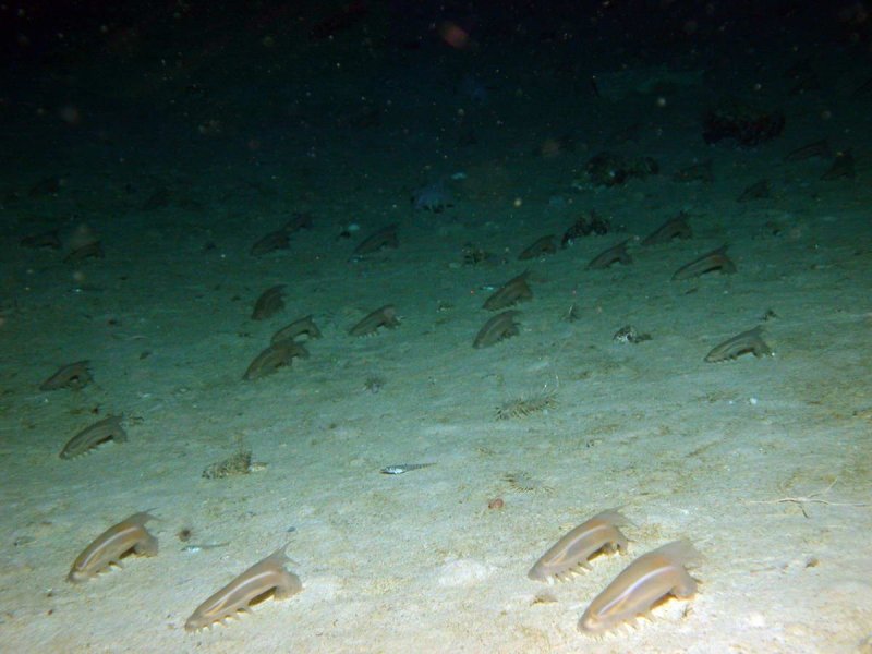 These deep-sea sea cucumbers are abundant in the Larsen B area. Interestingly they a