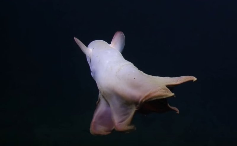 Screenshot Video youtu.be/ayCdTH7k6eU