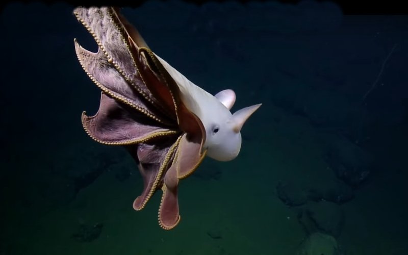 Screenshot Video youtu.be/ayCdTH7k6eU