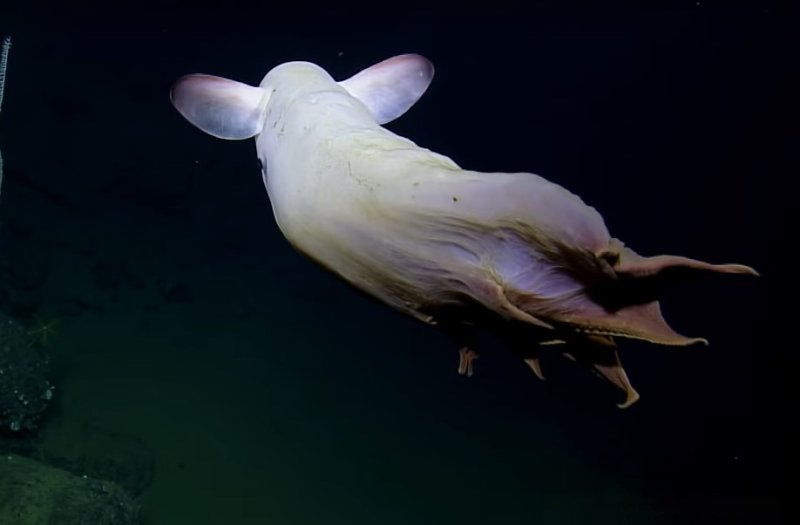 Screenshot Video youtu.be/ayCdTH7k6eU