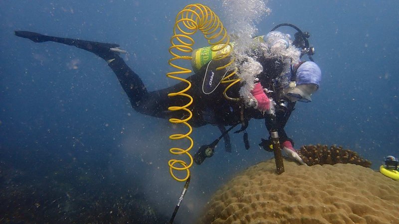 Hannah Barkley extracts a core from a massive Porites colony. The core