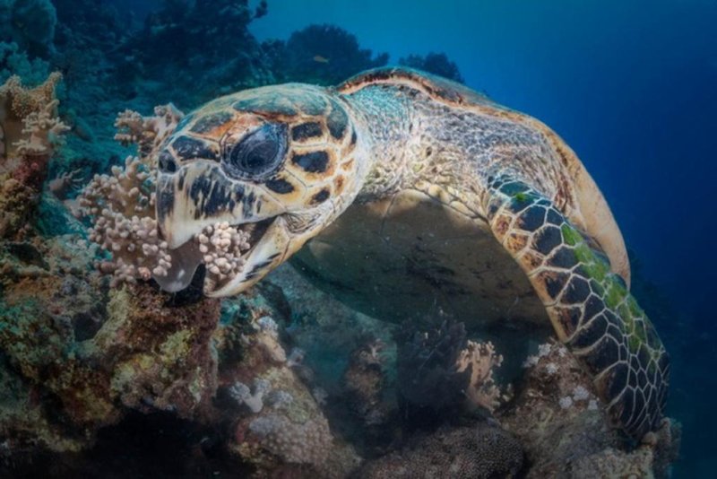 Sea Turtle (Egypt) (c) Sven Peks