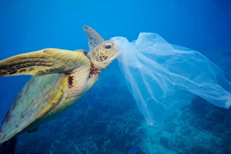 Green sea turtle (Chelonia mydas) with a plastic bag. The bag was removed by the photographer before the turtle had a chance to eat it. (c) Troy Mayne / WWF