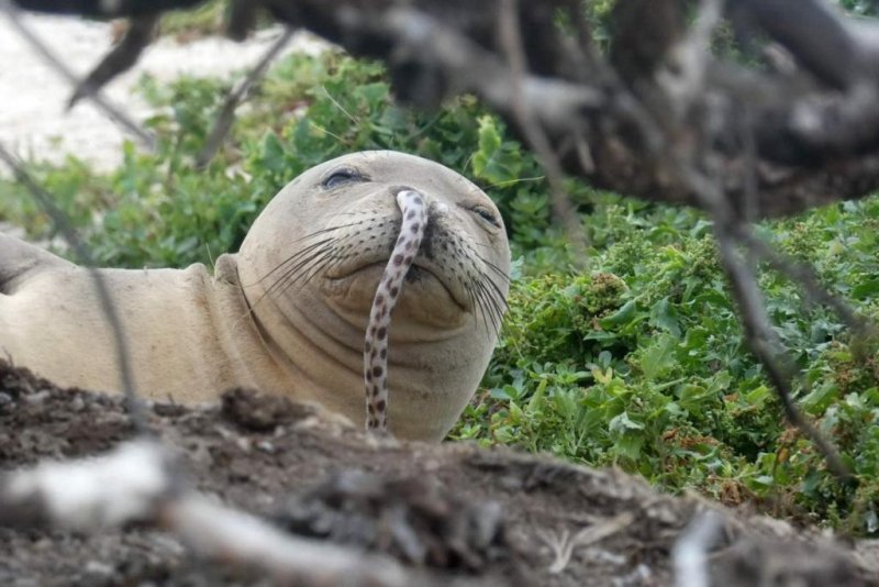 A juvenile Hawaiian monk seal was found with a spotted eel in the nose last summer in the Northwestern Hawaiian Islands (c) NOAA Fisheries / Brittany Dolan