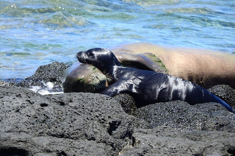 Monk seal mom with her female pup at Mahaulepu Beach (Hawaiian Islands) (c) NOAA