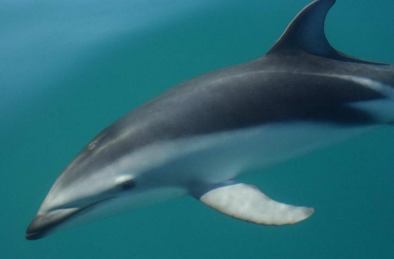 Dusky Dolphin (c) NOAA