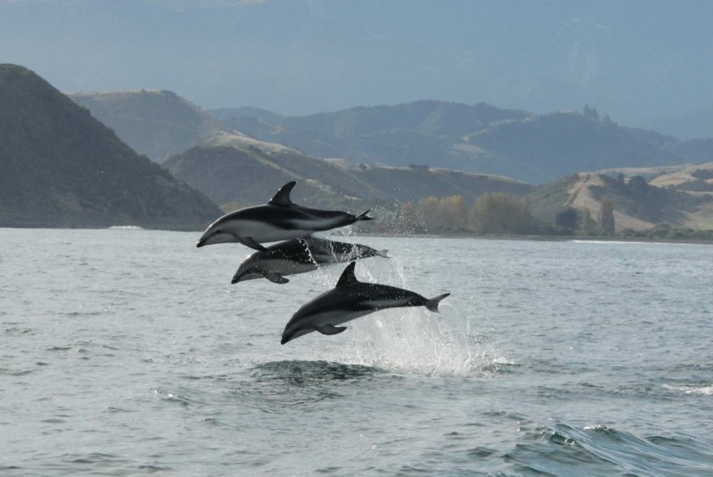 Dusky dolphins jumping (c) NOAA