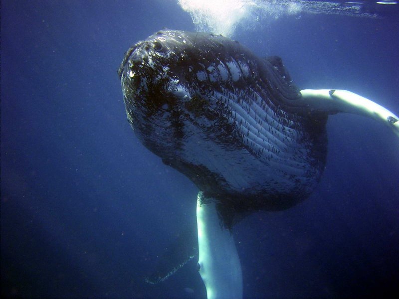 Humpback whale (c) NOAA