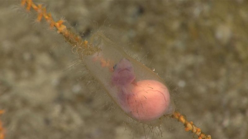 Catshark embryo in the eggshell, (c) NOAA Office of Ocean Exploration and Research